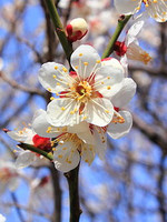 250pxprunus_mume